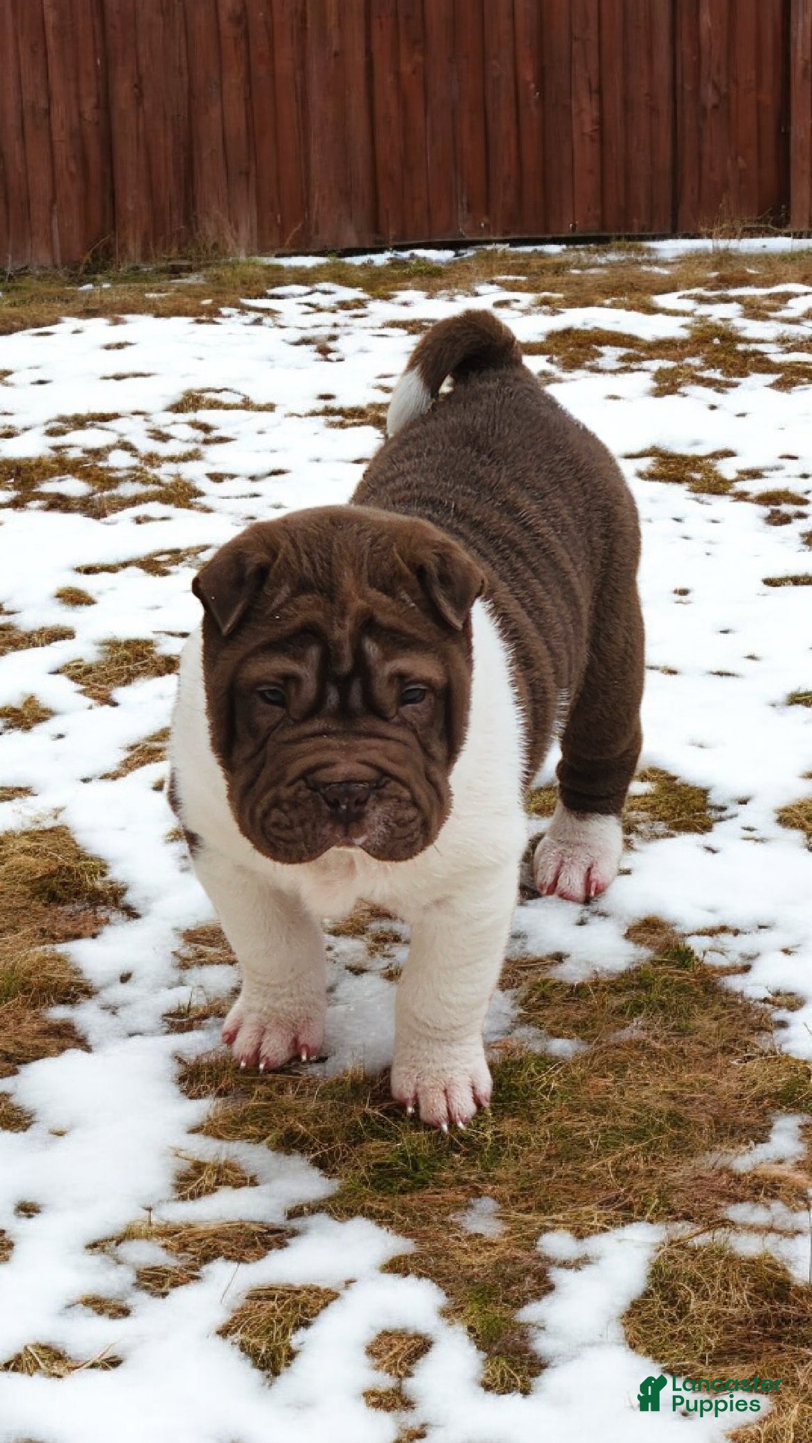 Shar Pei dogs Jester chocolate mini  - Ad 4