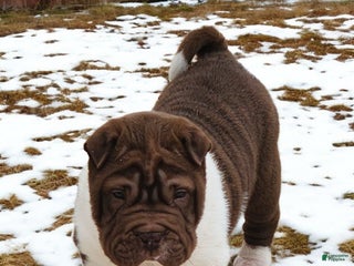 Shar Pei dogs Jester chocolate mini - Ad 9