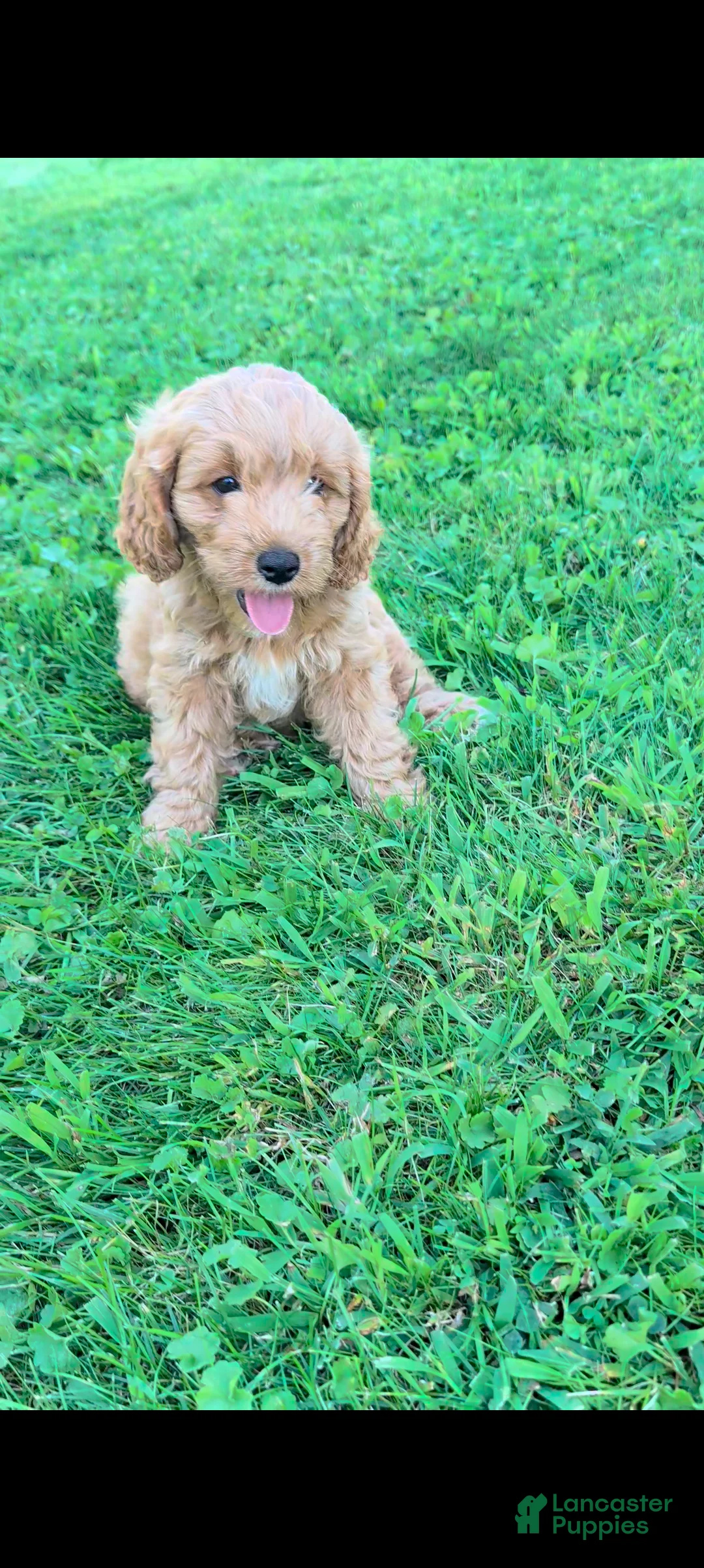 Cavapoo dogs for sale: Max - Ad 3