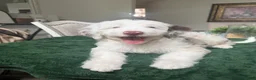 Aussiedoodle dogs for sale: Aussiedoodle 1 - Ad 12