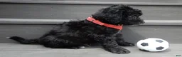 Sheepadoodle dogs for sale: Mason-MEDIUM - Ad 4