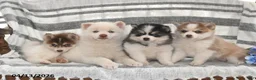 Pomsky dogs for sale: Sun Kiss - Ad 5