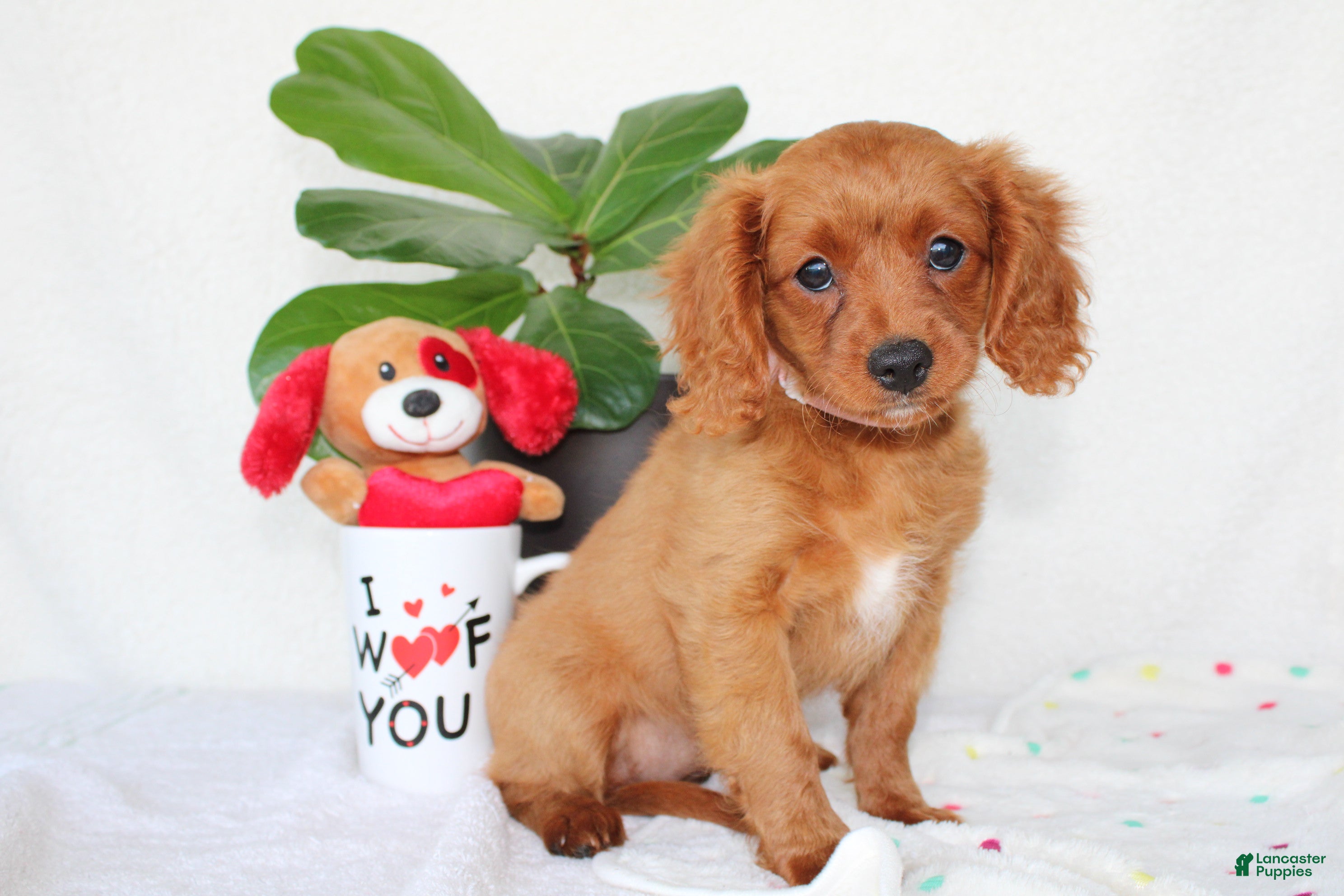 Cavapoo dogs Sierra - Ad 2