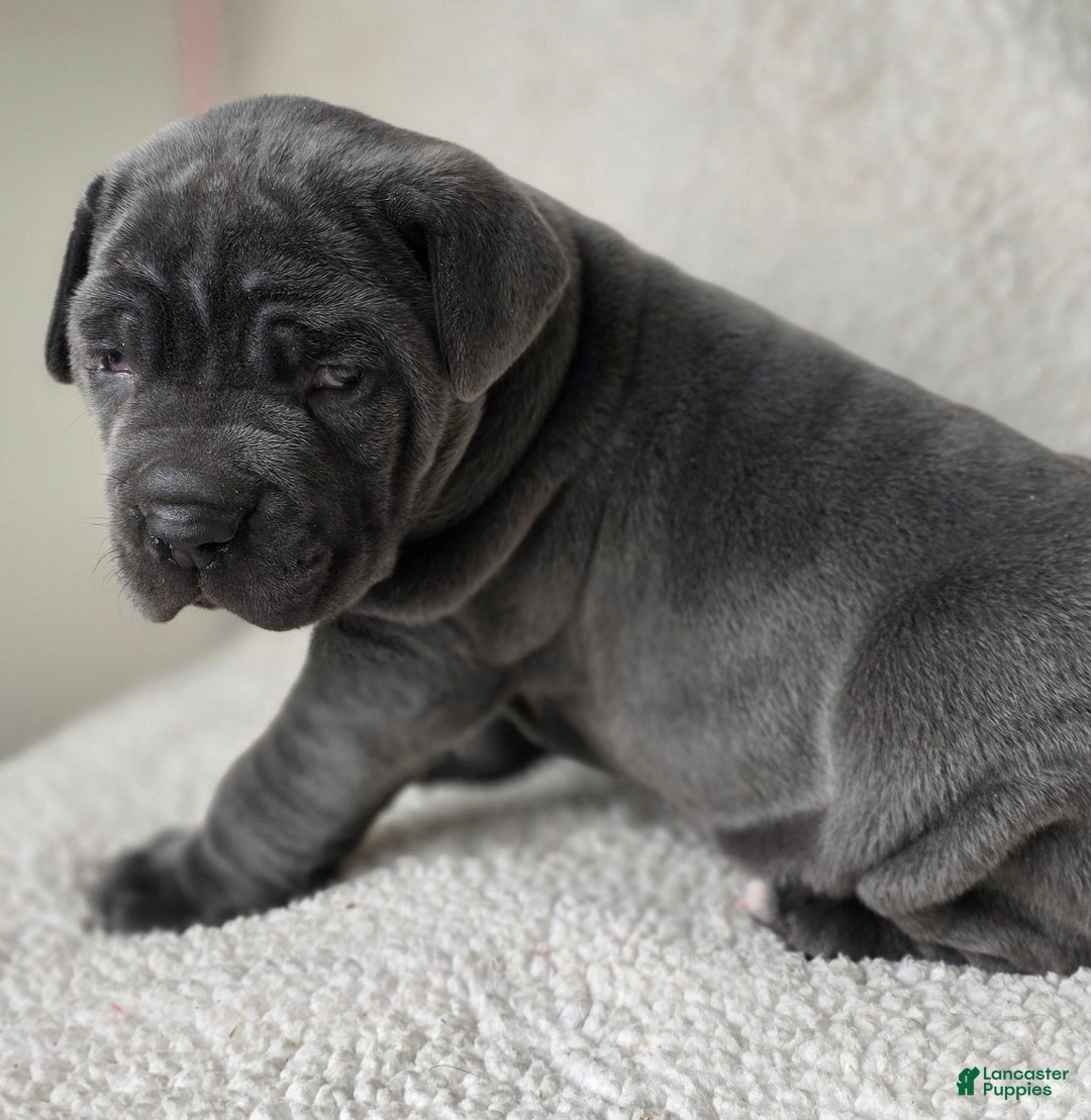 Cane Corso dogs for sale: Cane Corso Puppy 1 - Ad 11