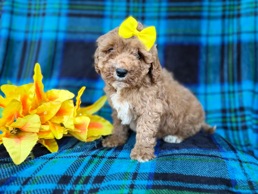 Cavapoo dogs for sale: Millie - Ad 2