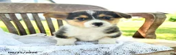 Welsh Corgi Pembroke dogs for sale: Reggie - Ad 5