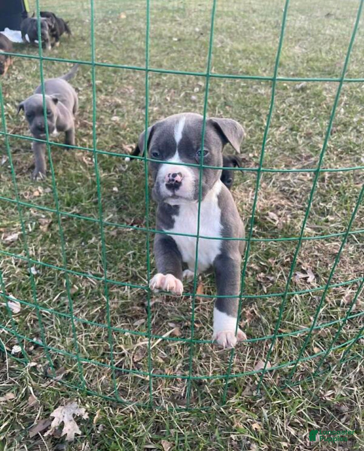 American Pit Bull Terrier dogs American Pit Bull Terrier 1 - Ad 35