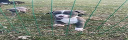 American Pit Bull Terrier dogs for sale: American Pit Bull Terrier 1 - Ad 1