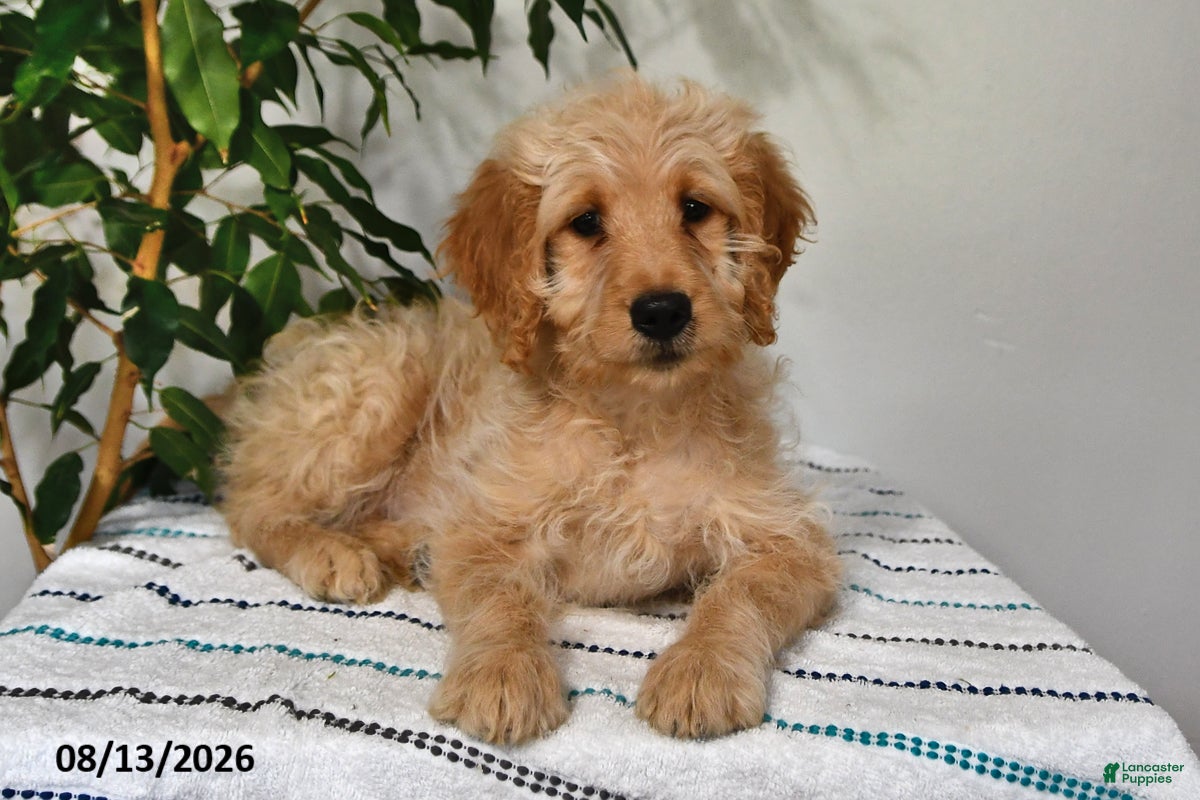 Goldendoodle dogs Snickers - Ad 1