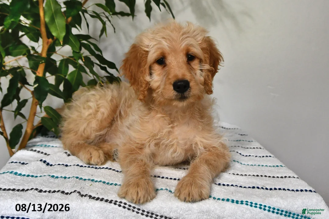 Goldendoodle dogs for sale: Snickers - Ad 1