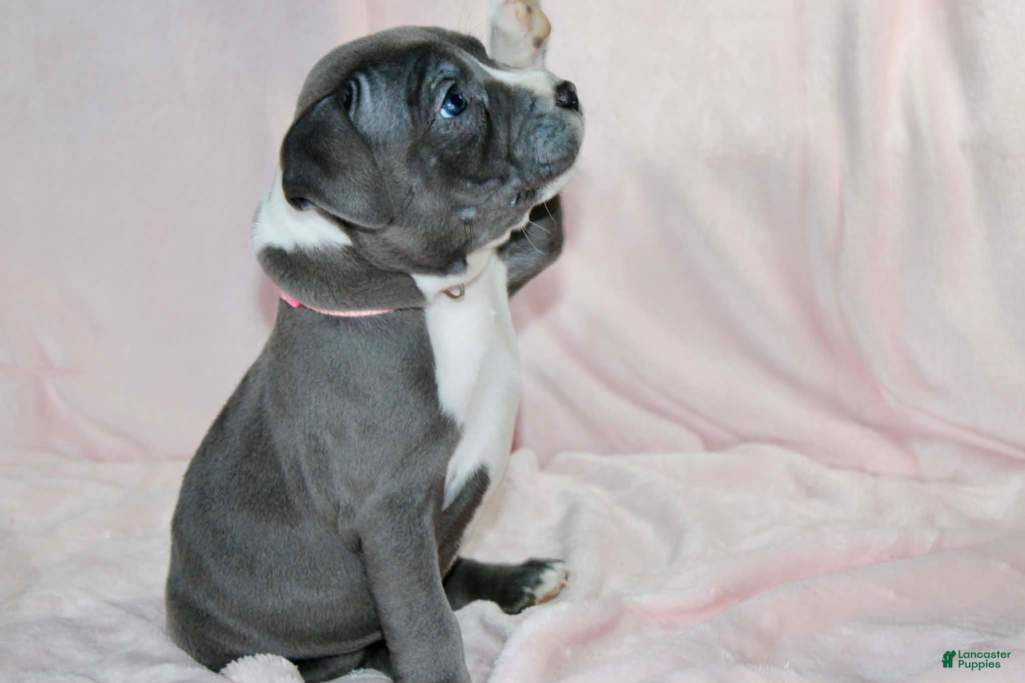 American Bully dogs Mileena - Ad 2