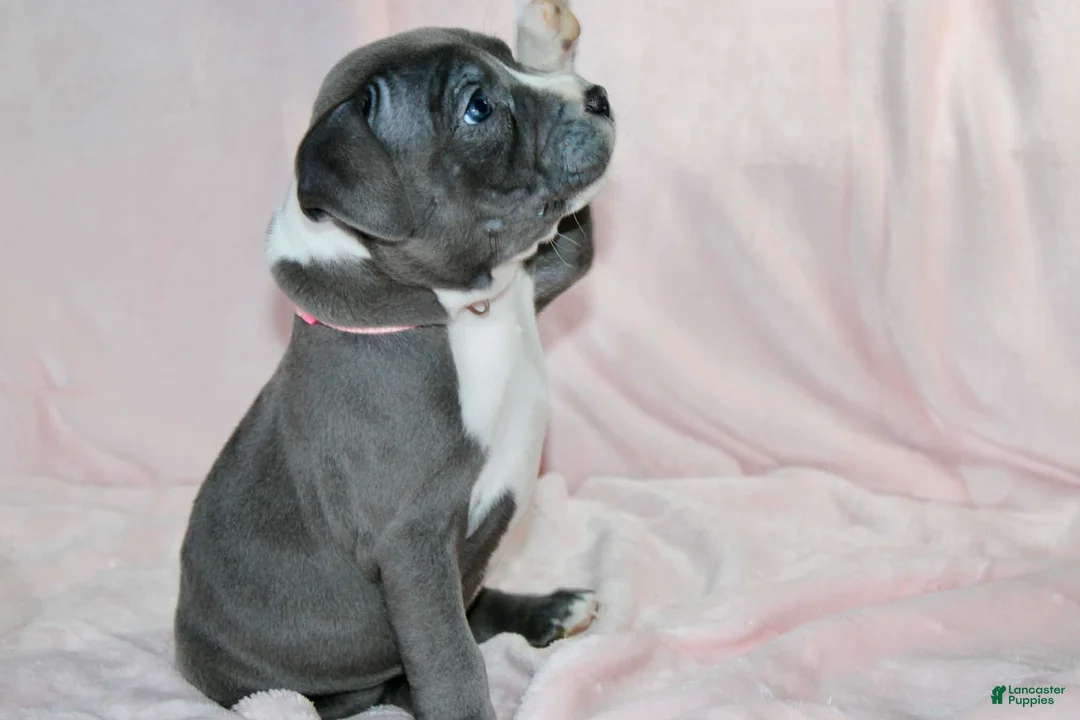 American Bully dogs for sale: Mileena - Ad 2