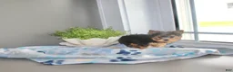 Yorkshire Terrier dogs for sale: Lily - Ad 4