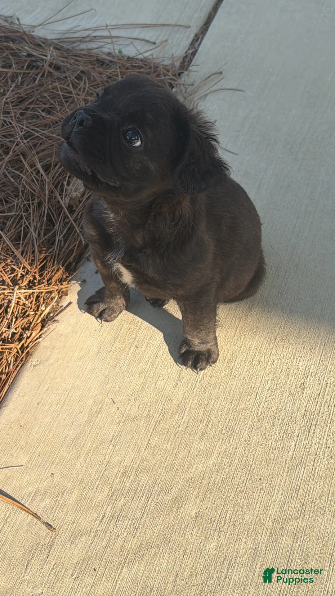 French Bulldog dogs for sale: French Bulldog Puppy 2 - Ad 1