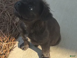 French Bulldog dogs French Bulldog Puppy 2 - Ad 21