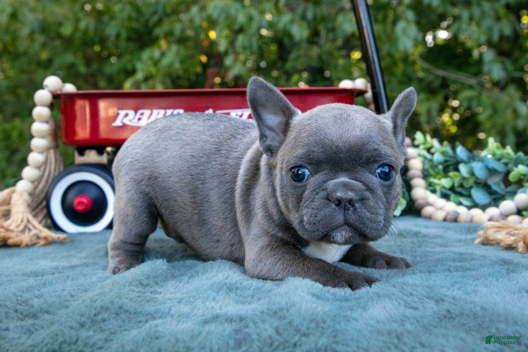 Frenchton dogs Clover - Ad 2