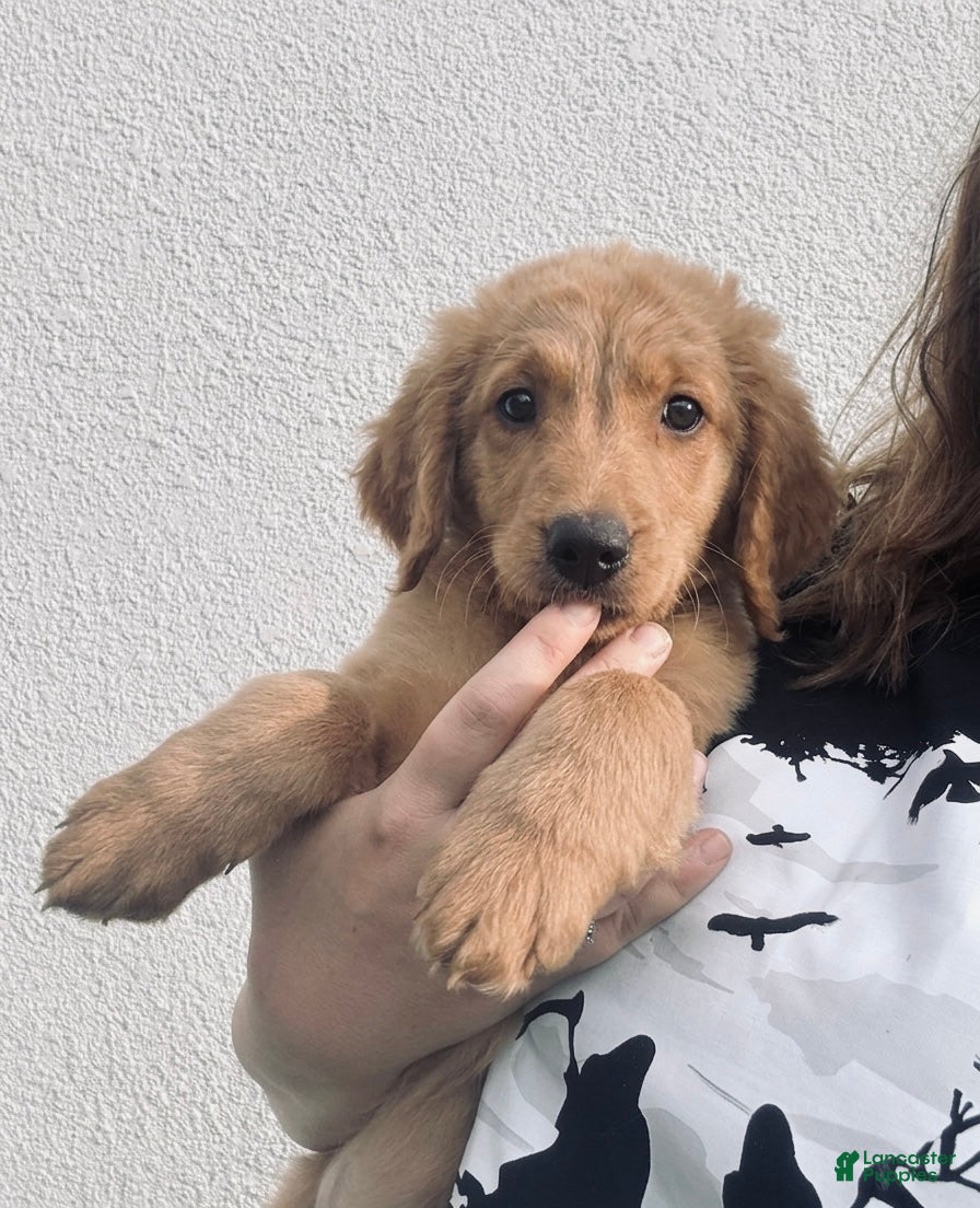 Mini Goldendoodle dogs Mini Goldendoodle Puppy 7 - Ad 17