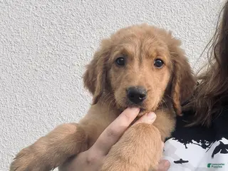 Mini Goldendoodle dogs Mini Goldendoodle Puppy 7 - Ad 17