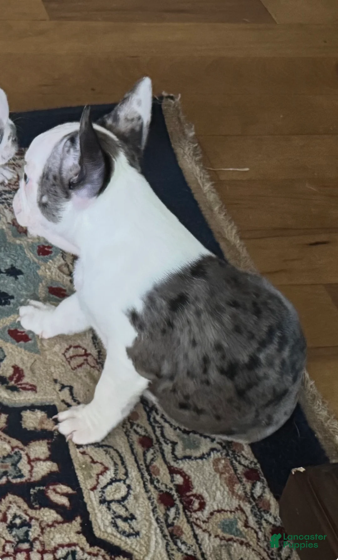 Frenchton dogs for sale: Lila - Ad 2