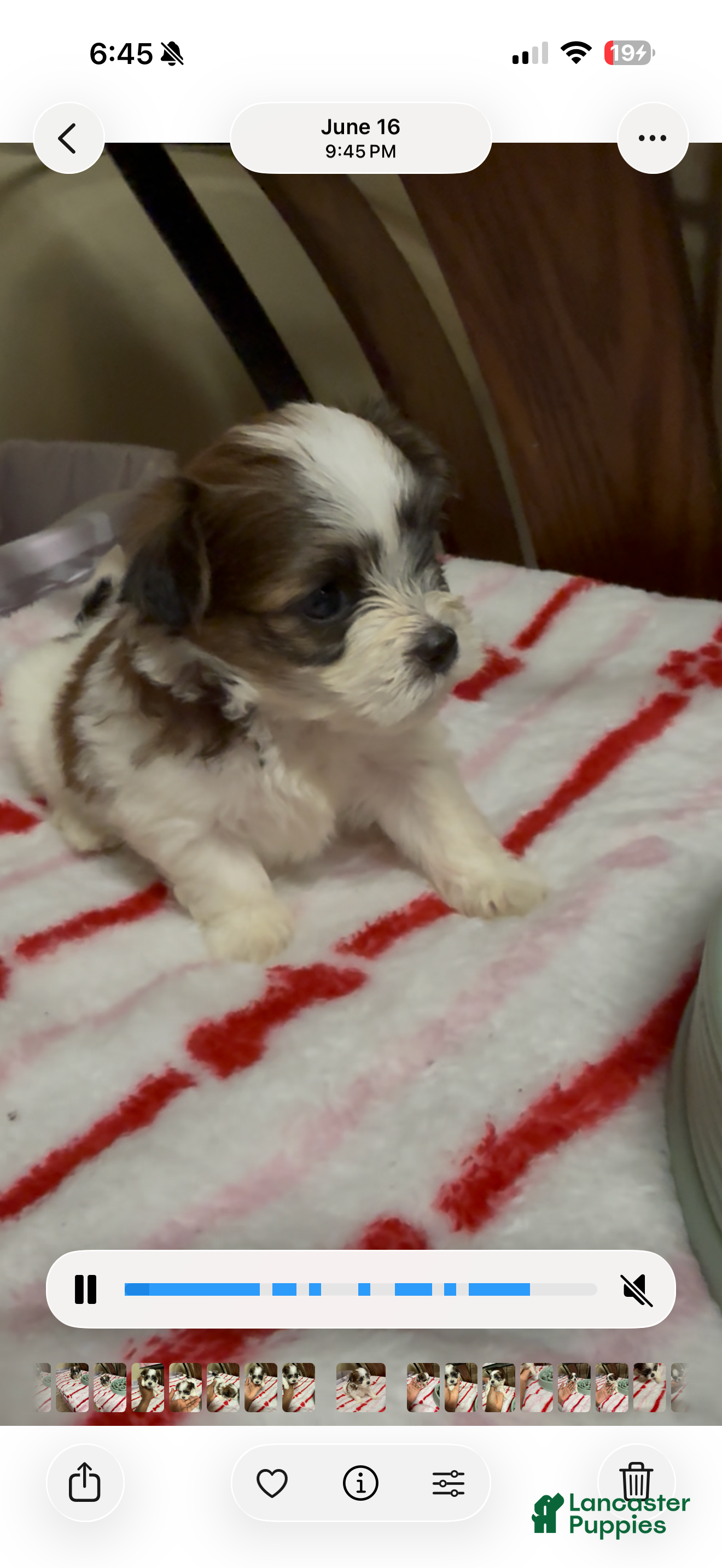 Malshi dogs for sale: Sasha - Ad 3