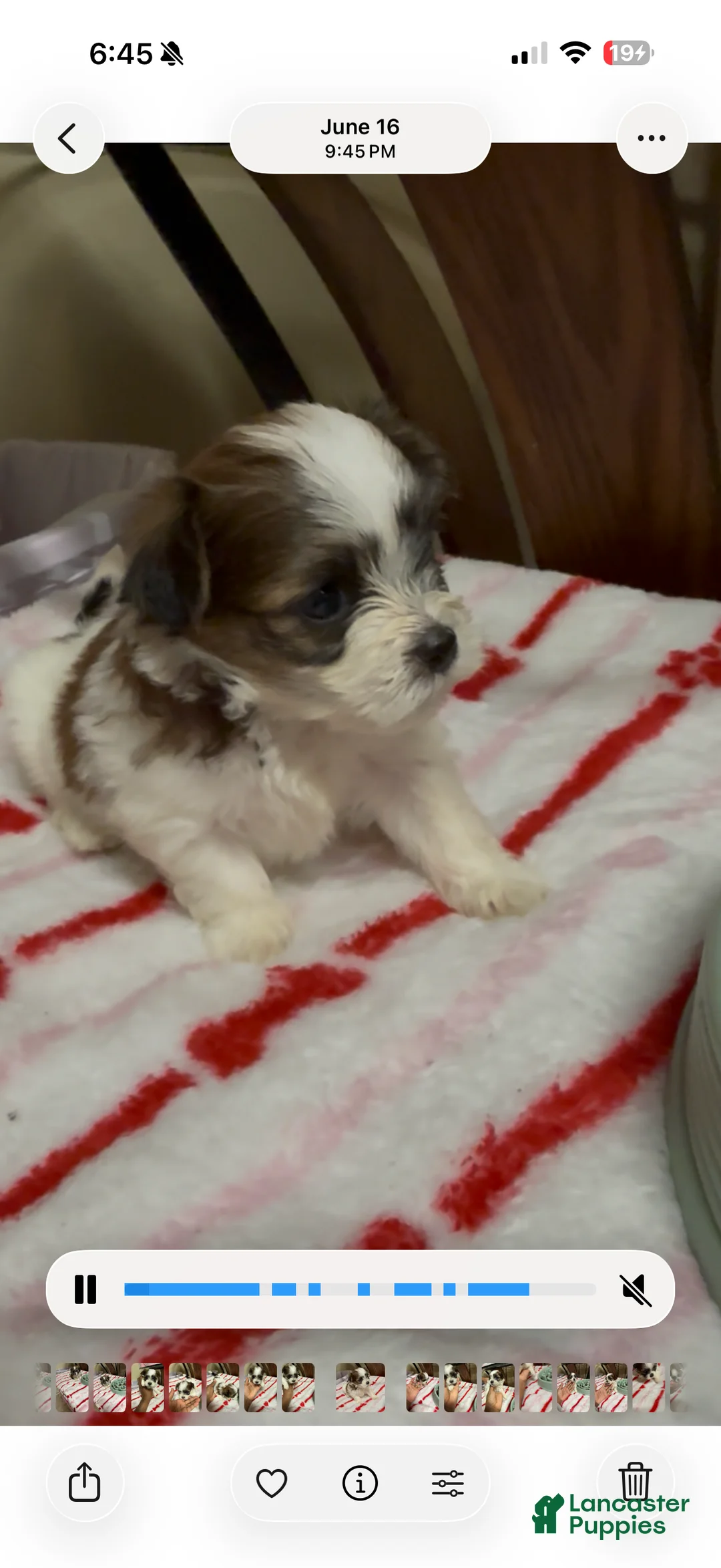 Malshi dogs for sale: Sasha - Ad 1