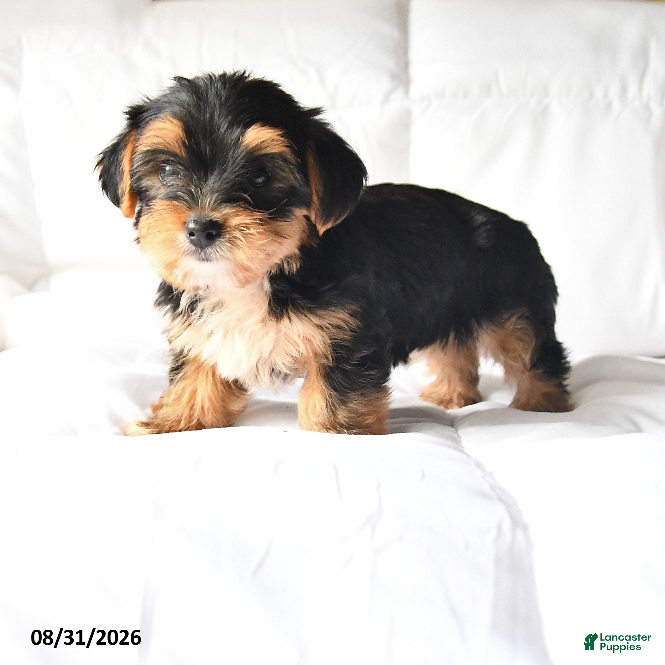 Yorkshire Terrier dogs Amos - Ad 1