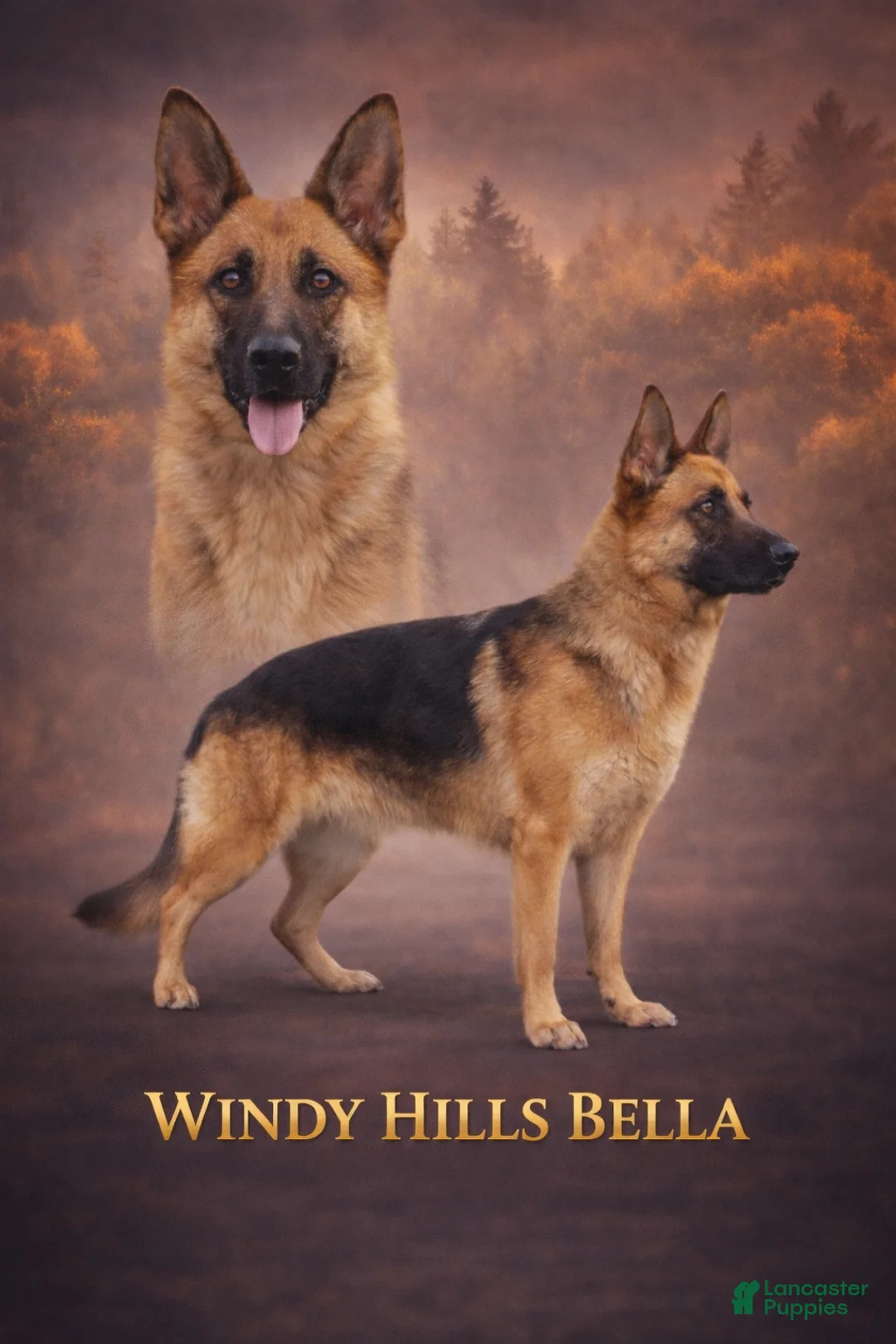 German Shepherd dogs for sale: Mindy - Ad 7