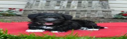 Schnoodle dogs for sale: Benni  - Ad 4