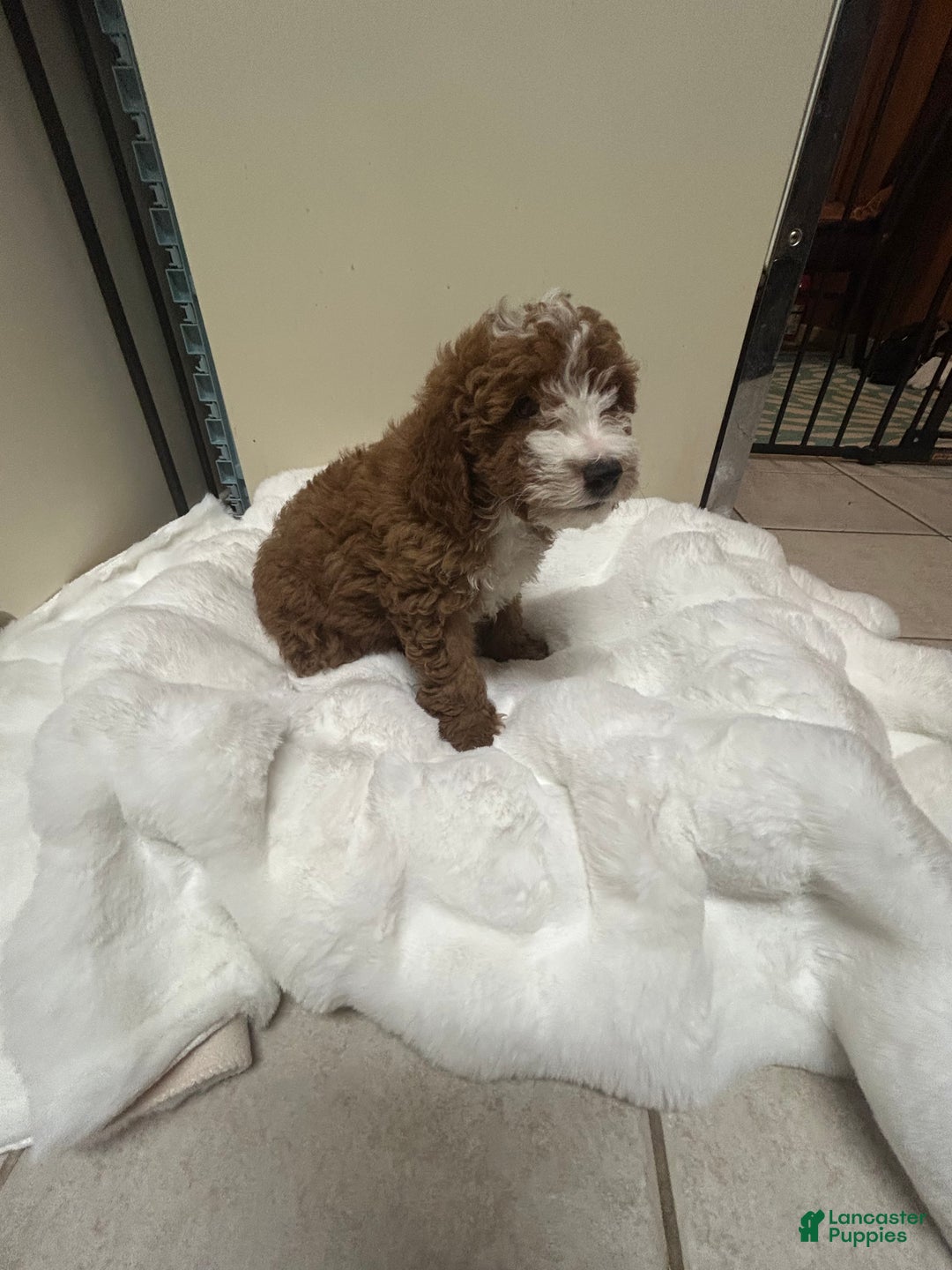 Mini Goldendoodle dogs for sale: Petite Tuxedo Mini Goldendoodle Teddy - Ad 4