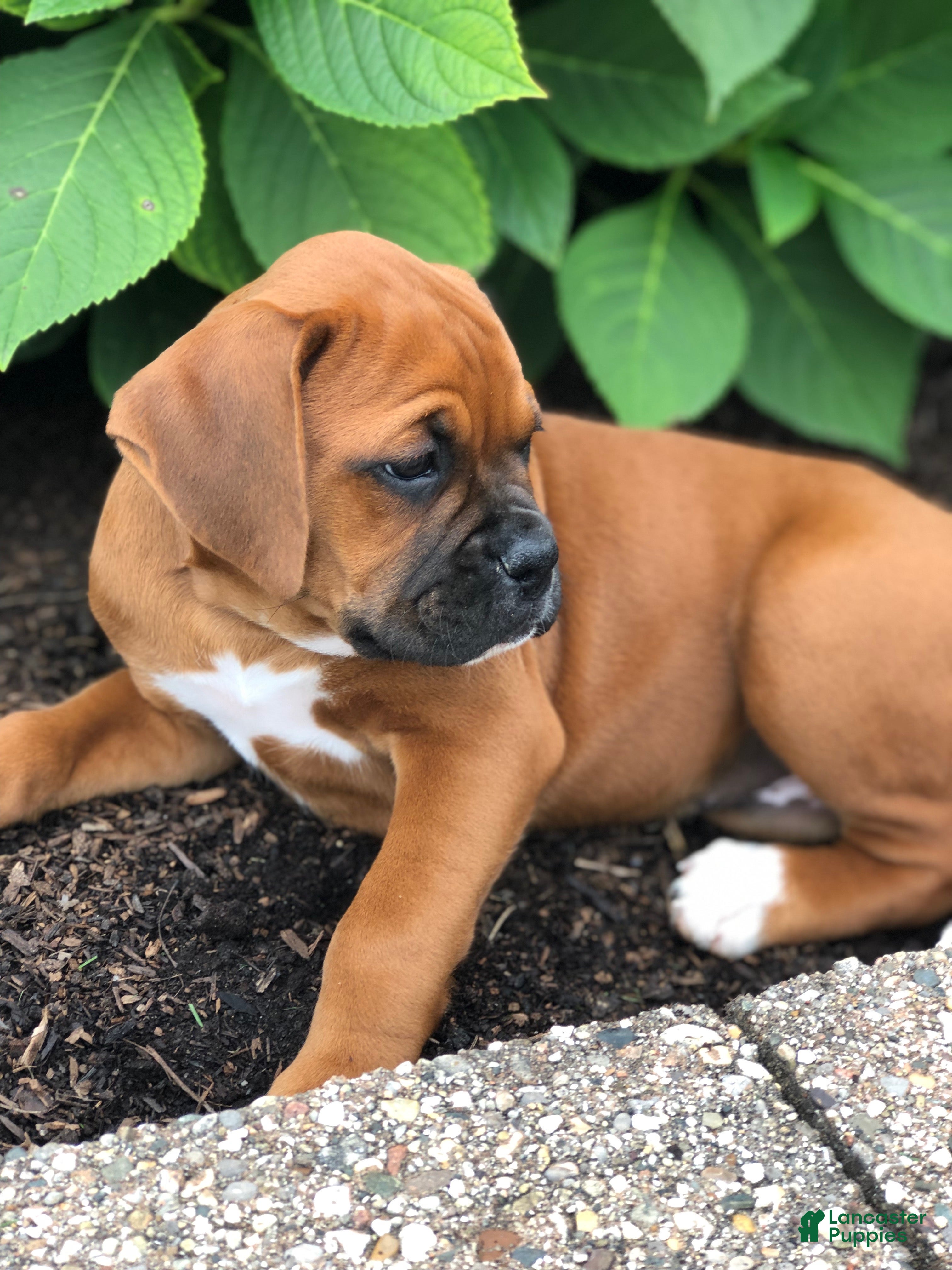 Boxer dogs Chloe - Ad 2