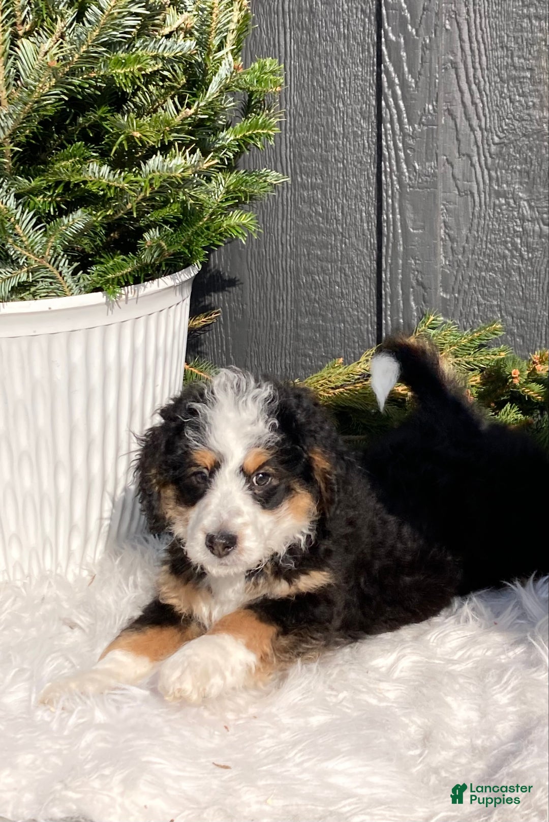 Mini Bernedoodle dogs for sale: Patches - Ad 1