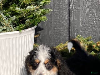 Mini Bernedoodle dogs Patches - Ad 28