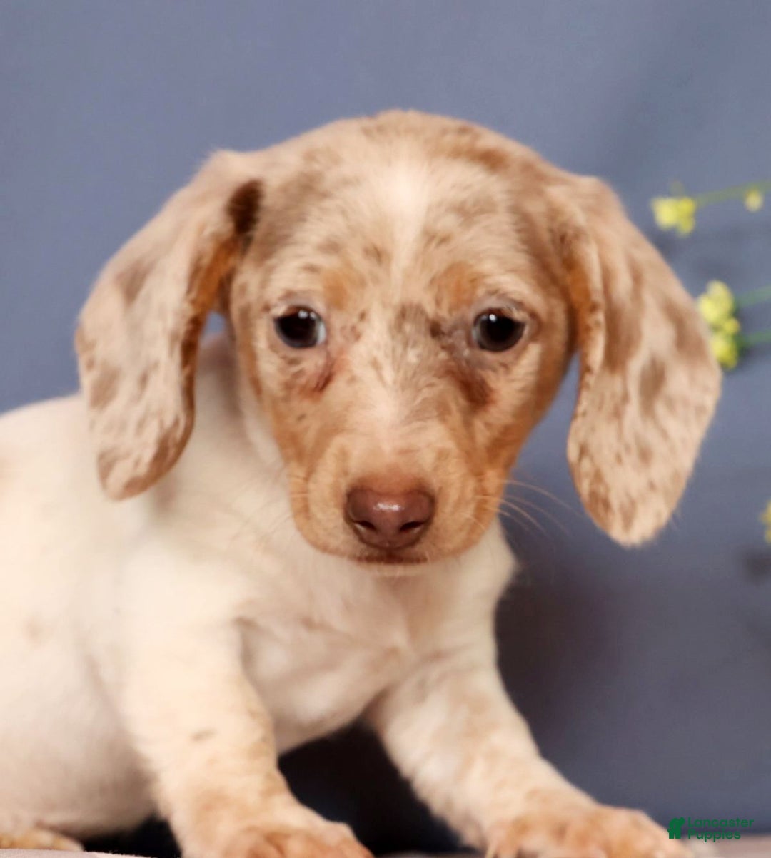 Miniature Dachshund dogs for sale: Don - Ad 9