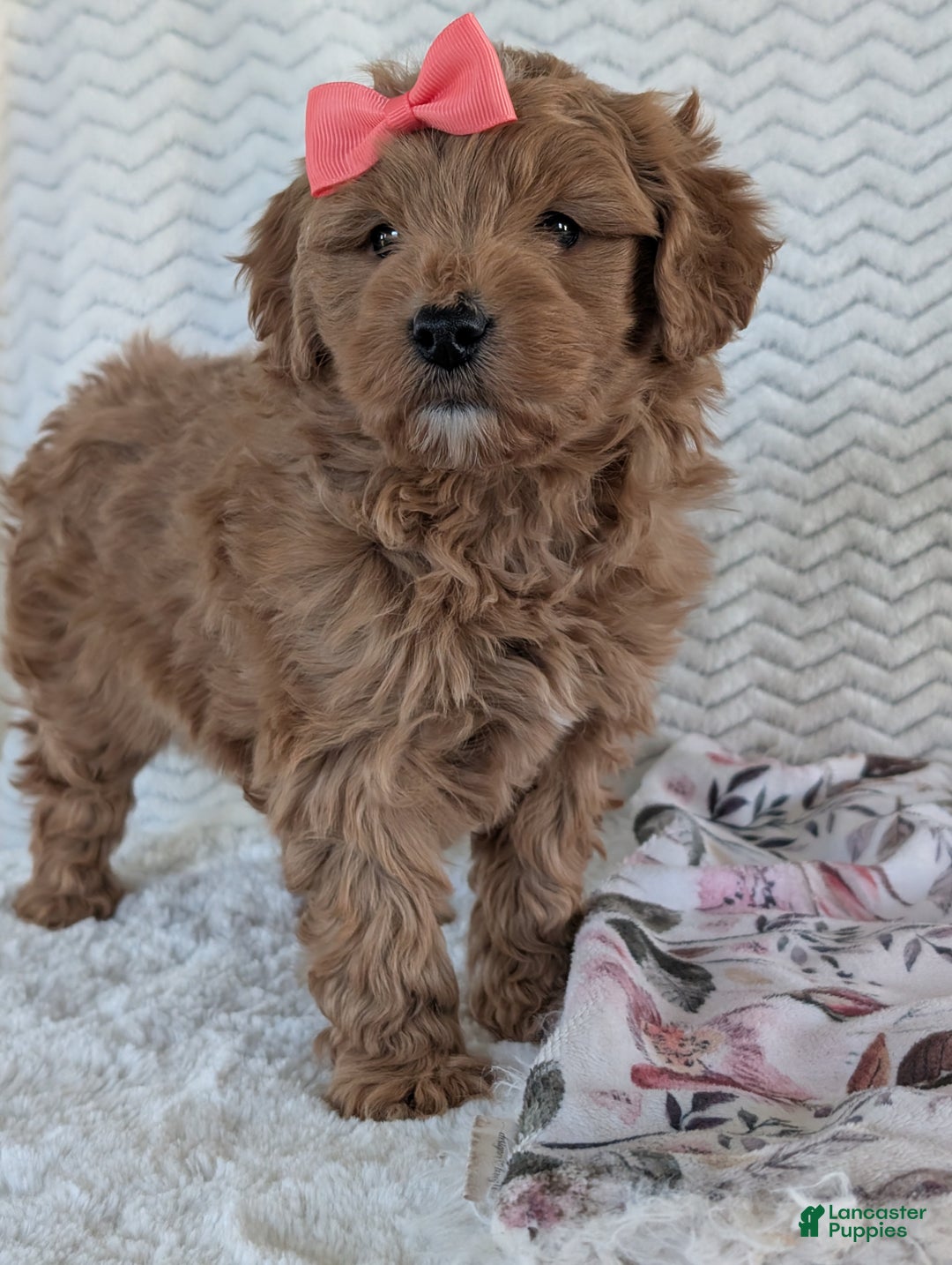 Goldendoodle dogs for sale: Bella - Ad 4