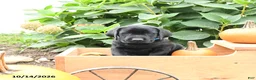 Labrador Retriever dogs for sale: Tod - Ad 3