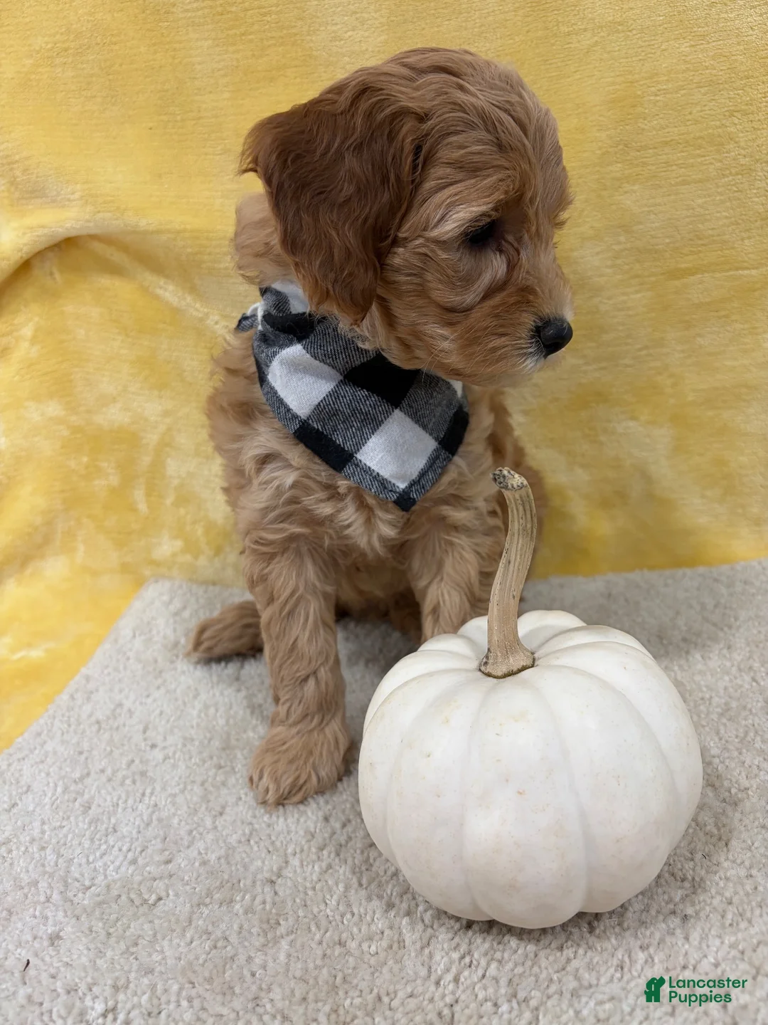 Mini Goldendoodle dogs for sale: Gracie - Ad 2