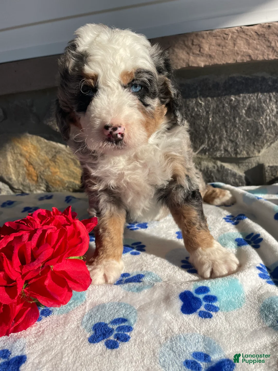 Mini Bernedoodle dogs for sale: Bowie - Ad 1