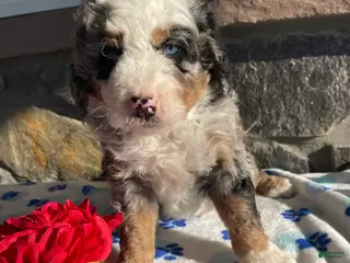 Mini Bernedoodle dogs Bowie - Ad 29