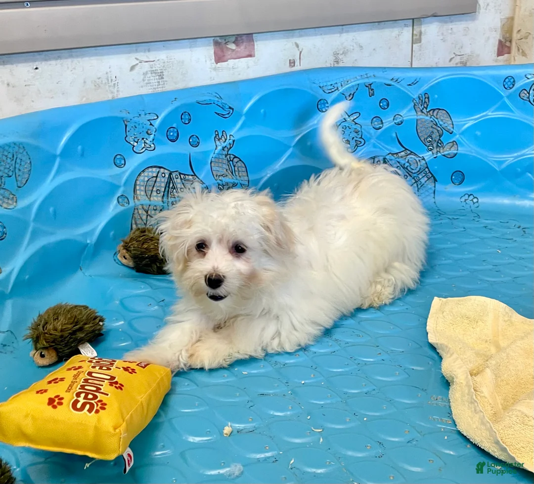 Mixed Breed dogs for sale: Sissy - Ad 6