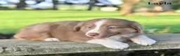 Australian Shepherd dogs for sale: Layla - Ad 2