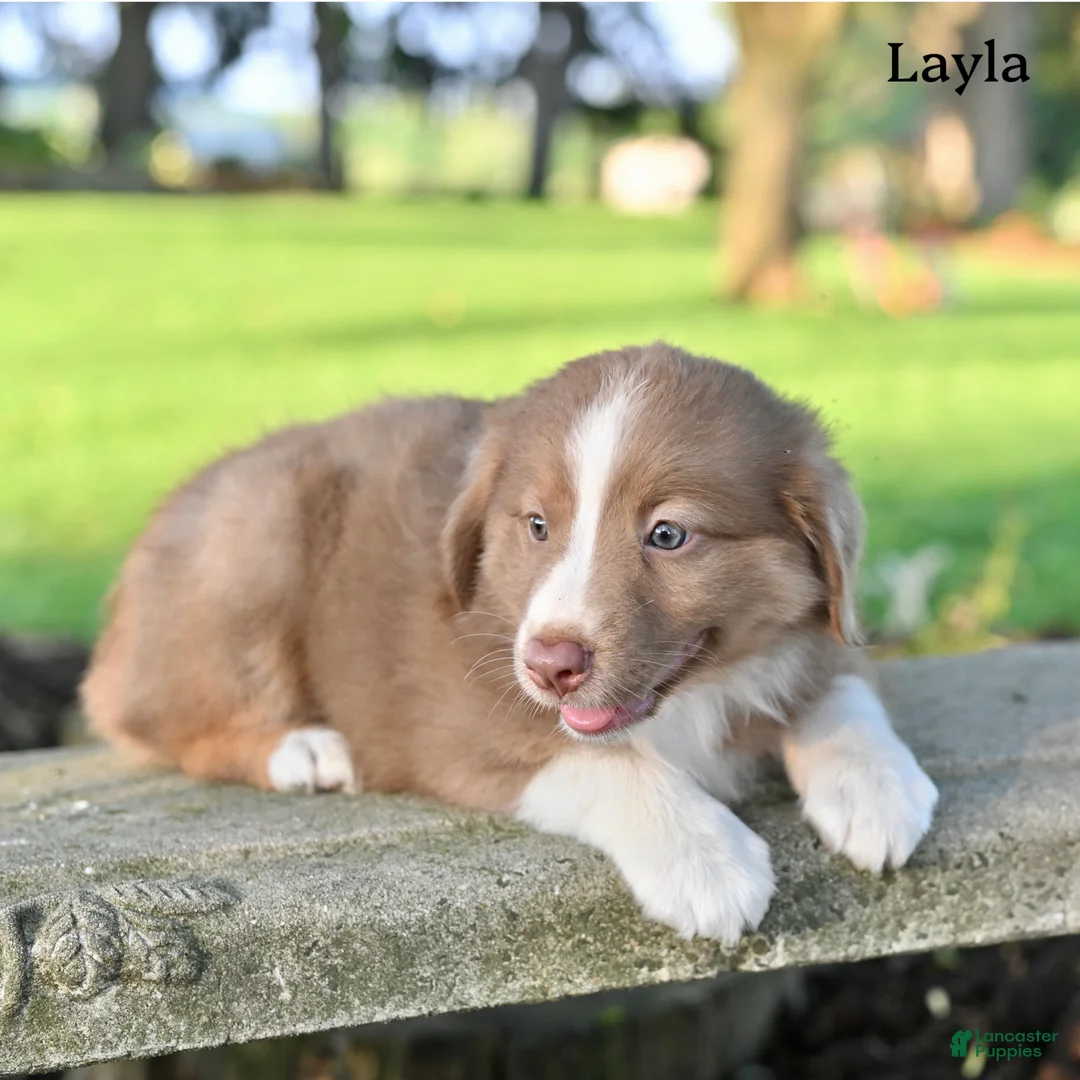 Australian Shepherd dogs for sale: Layla - Ad 2