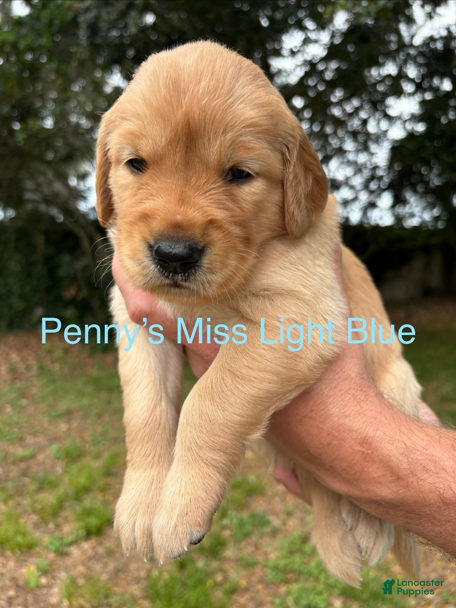 Golden Retriever dogs Penny’s Ms Light Blue - Ad 31