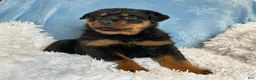 Rottweiler dogs for sale: Skye - Ad 11