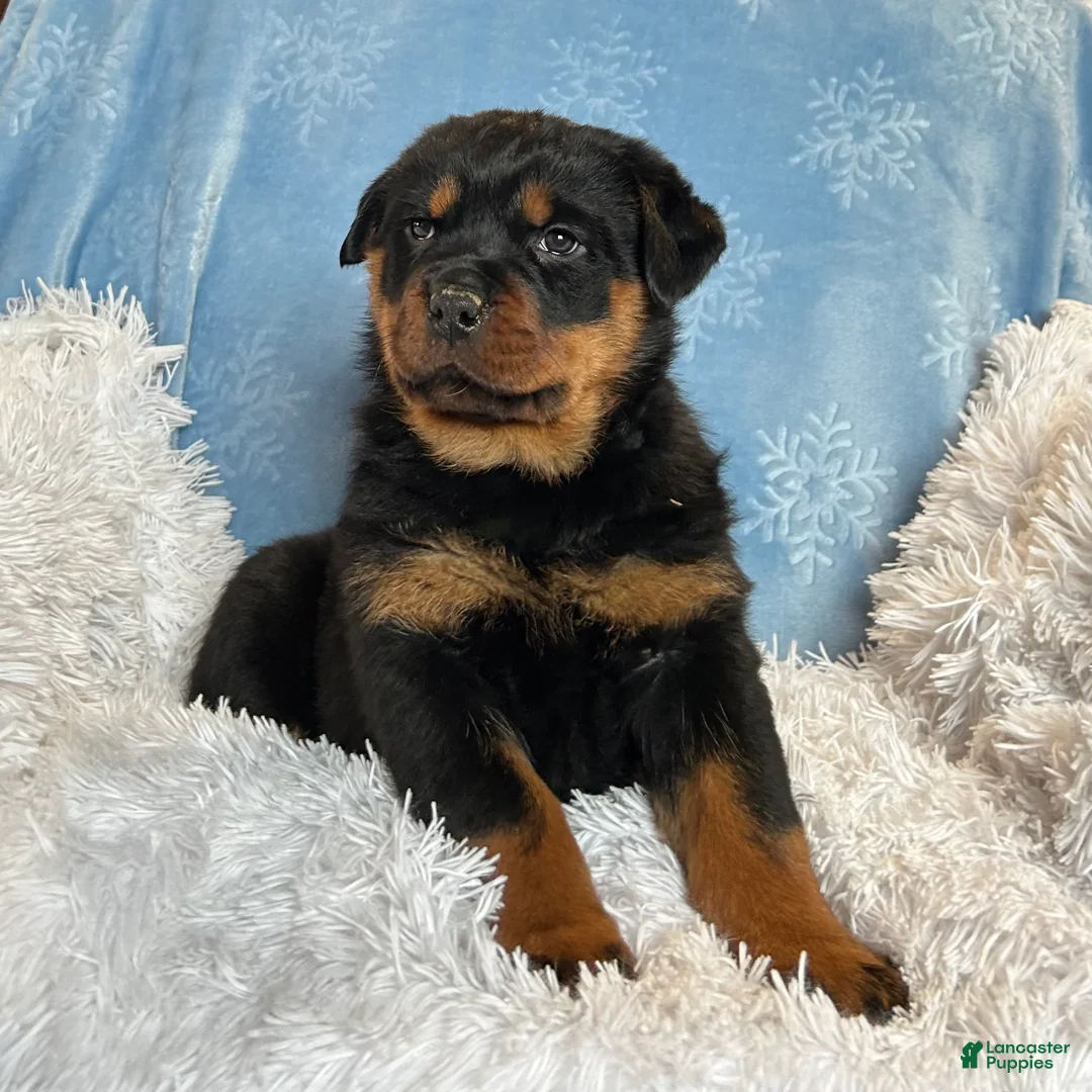Rottweiler dogs for sale: Skye - Ad 11