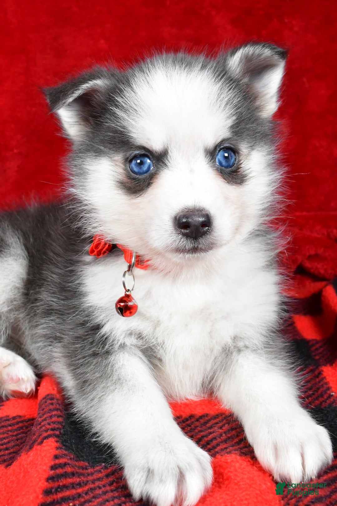 Pomsky dogs for sale: Veronica - Ad 5