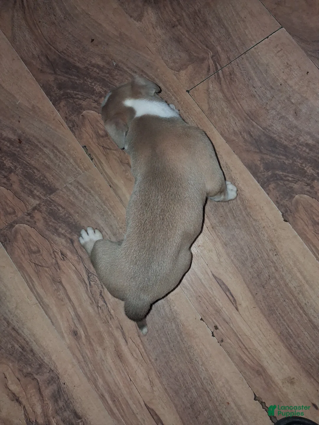 American Pit Bull Terrier dogs for sale: American Pit Bull Terrier 7 - Ad 2