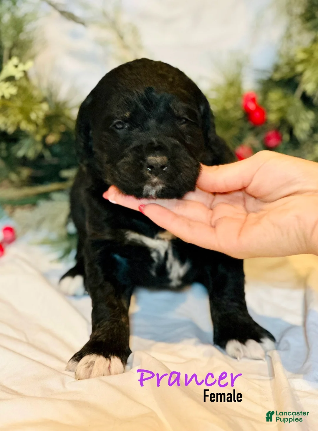 Mixed Breed dogs for sale: Prancer (Golden Mountain Doodle) - Ad 3