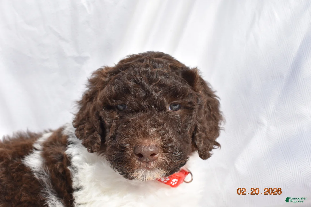 Newfypoo dogs for sale: Red - Ad 1