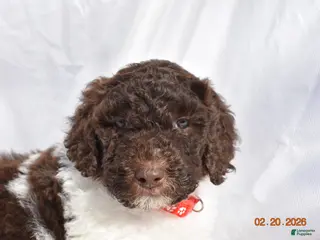 Newfypoo dogs for sale: Red - Ad 4