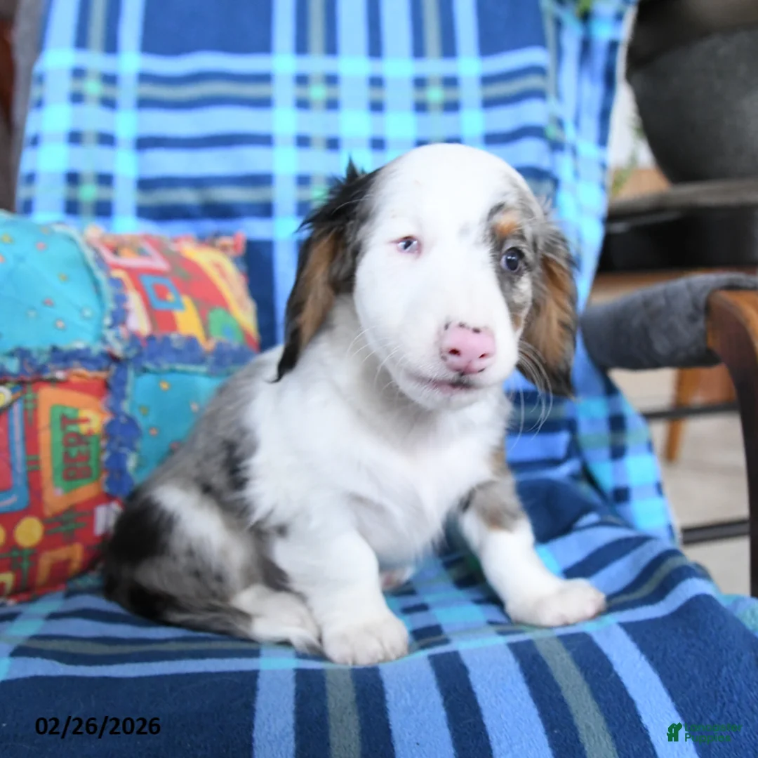 Miniature Dachshund dogs for sale: Boomer - Ad 3